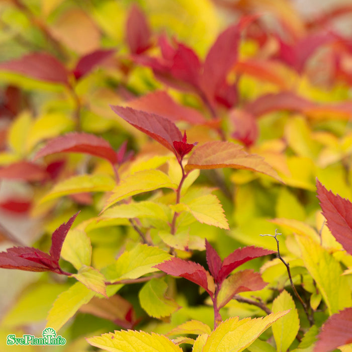 Spiraea japonica 'Double Play Doozie' C4,5 30-40cm