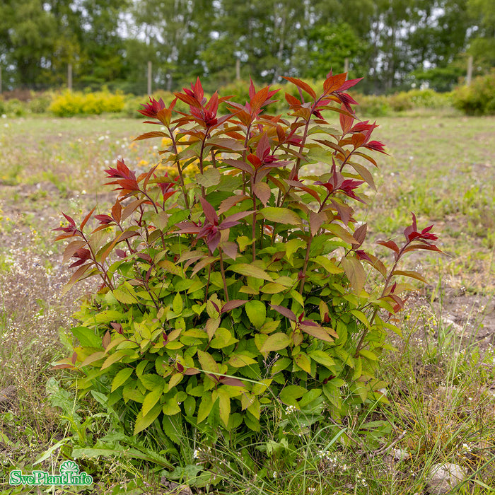 Spiraea japonica 'Double Play Red' C5