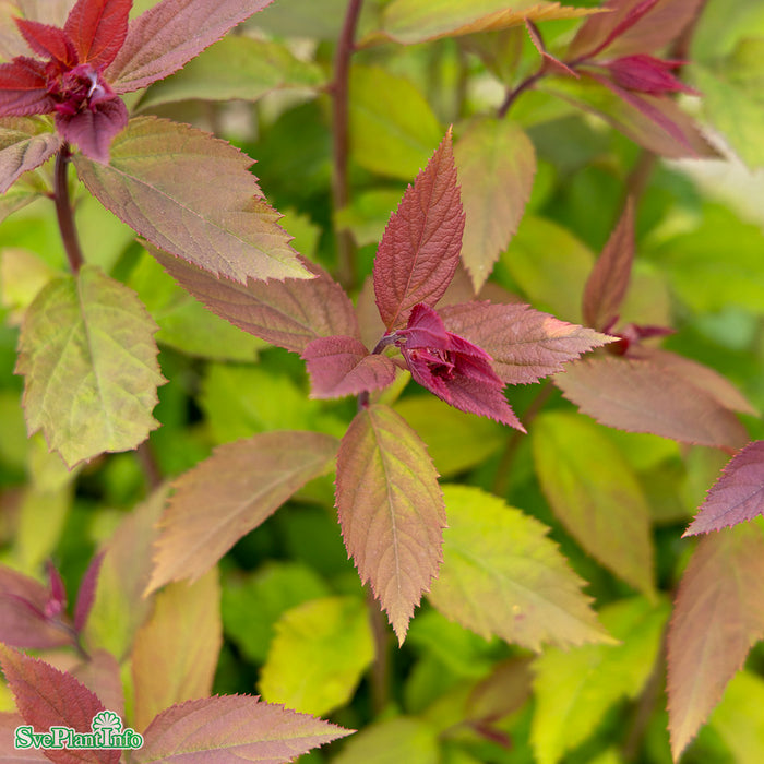 Spiraea japonica 'Double Play Red' C5