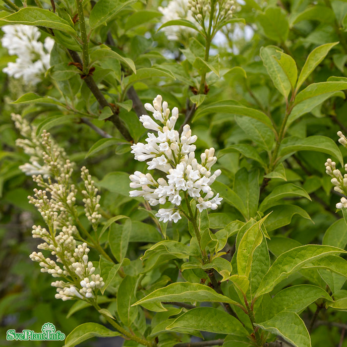 Syringa josikaea 'Holger' Stam 150cm Kl So 12-14