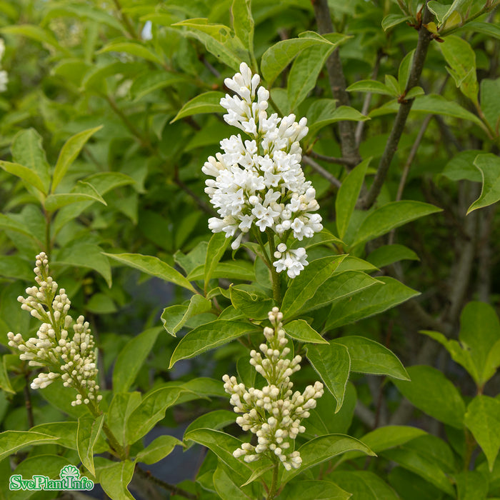 Syringa josikaea 'Holger' Stam 150cm Kl So 14-16