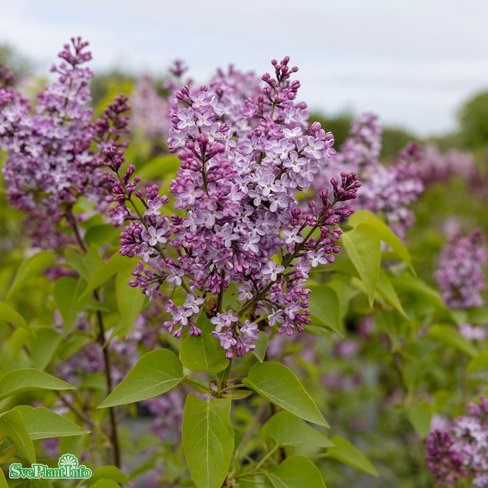 Syringa vulgaris Solitär B150-200cm H250-300cm