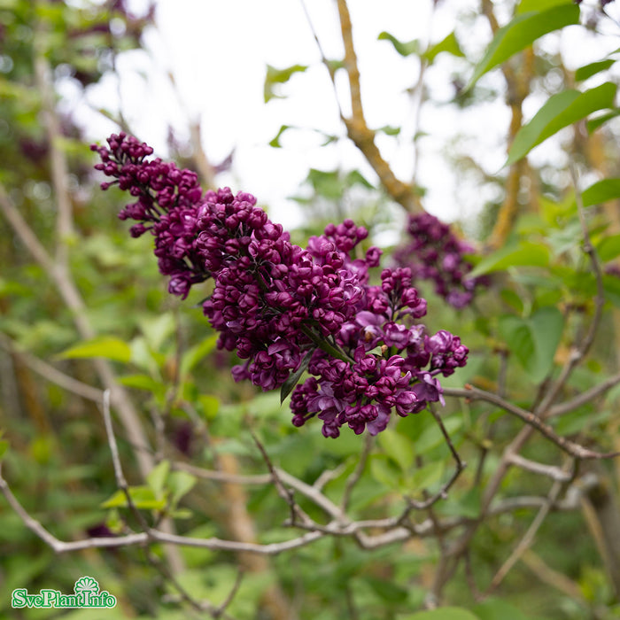 Syringa vulgaris 'Charles Joly' C10 Stam 80cm Solitär