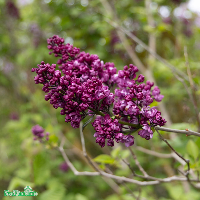 Syringa vulgaris 'Charles Joly' C10 Stam 80cm Solitär
