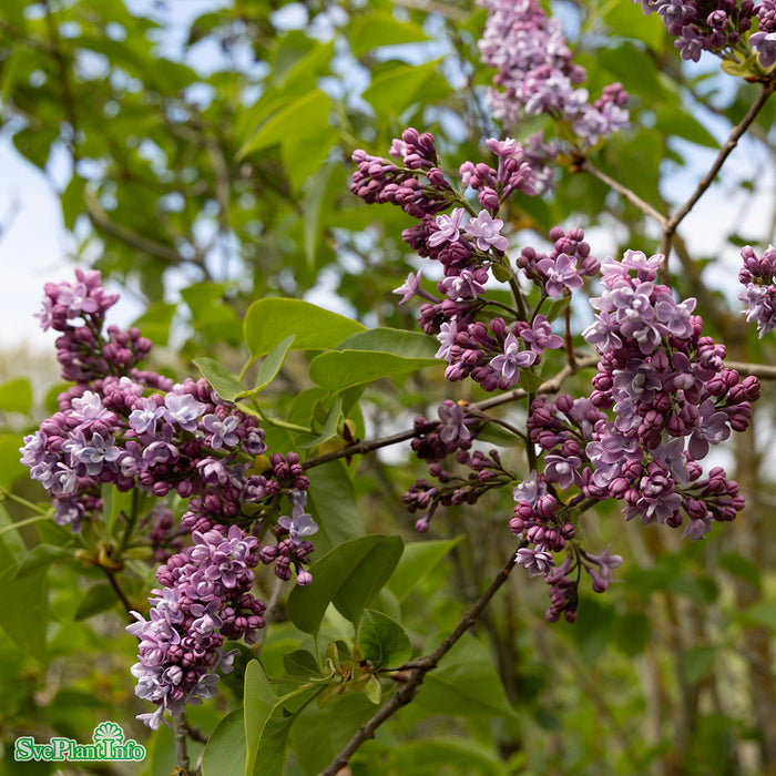 Syringa vulgaris 'Katharine Havemeyer' Busk C4