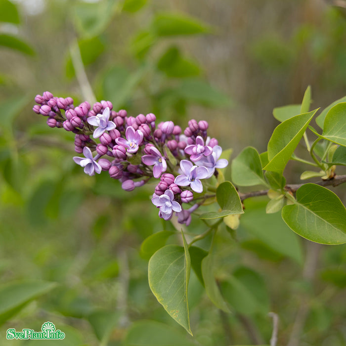 Syringa vulgaris 'Katharine Havemeyer' Busk C4