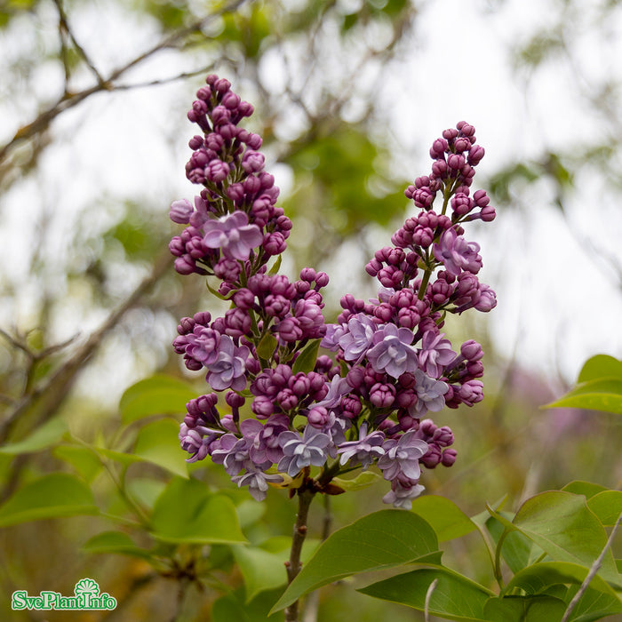 Syringa vulgaris 'Michel Buchner' Solitär Kl 100-125cm