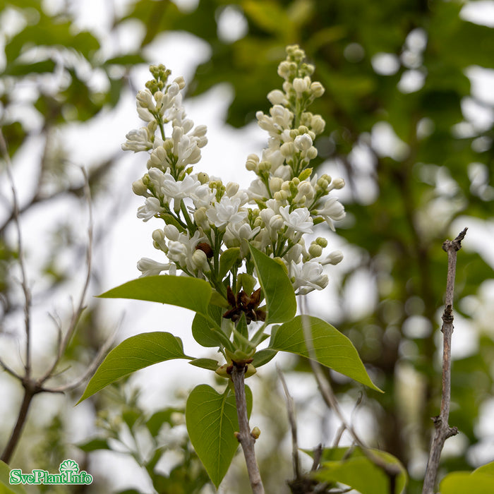 Syringa vulgaris 'Mme Lemoine' Busk C4