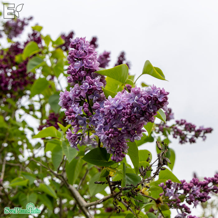 Syringa vulgaris 'Norrfjärden' E Sol 80-100 C10