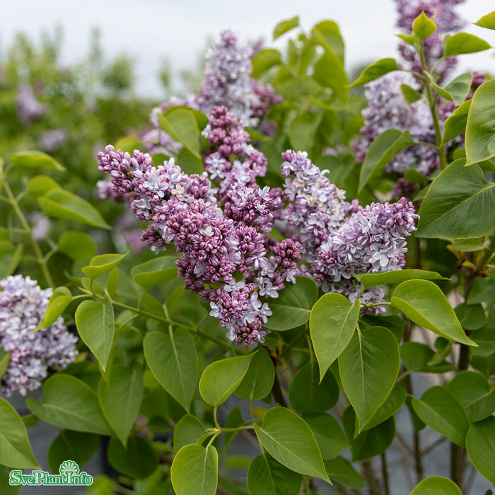 Syringa vulgaris 'Norrfjärden' E Solitär 80-100 C10