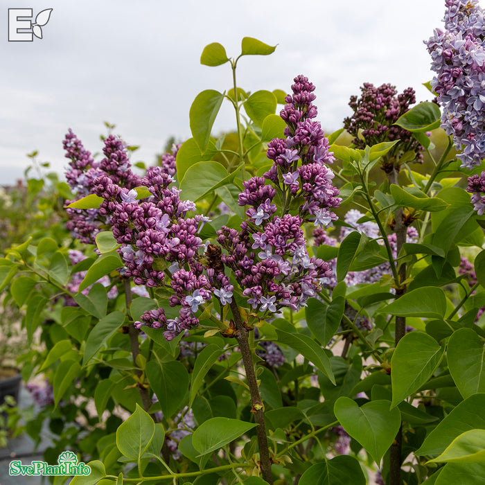 Syringa vulgaris 'Norrfjärden' E Sol 80-100 C10