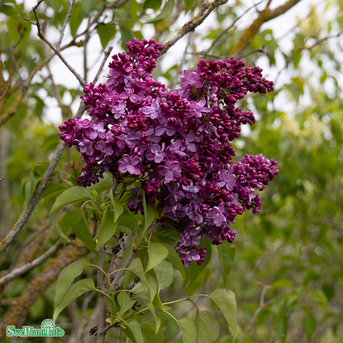 Syringa vulgaris 'Prince Wolkonsky' Stam C10 80-90cm