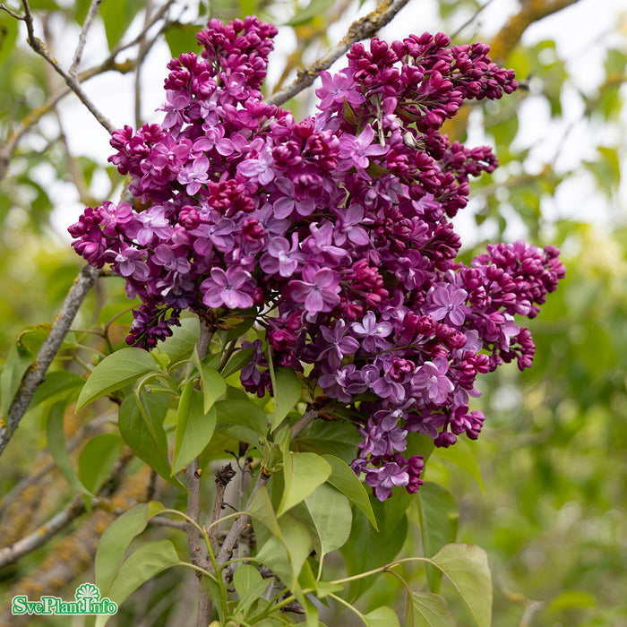 Syringa vulgaris 'Prince Wolkonsky' Stam C10 80-90cm