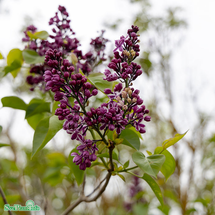 Syringa vulgaris 'Sensation' C3 40-60cm