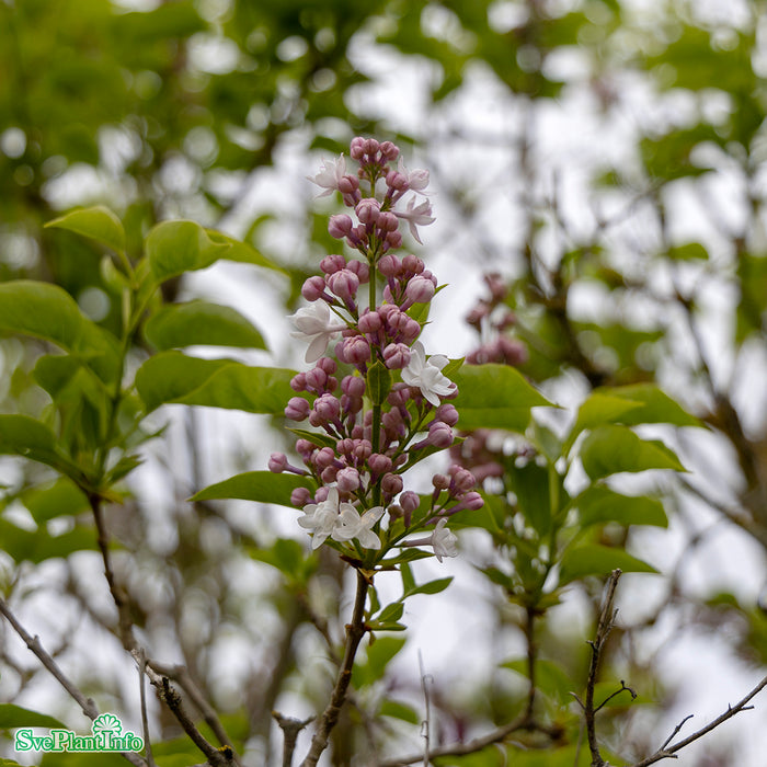 Syringa vulgaris 'Beauty Of Moscow' C12