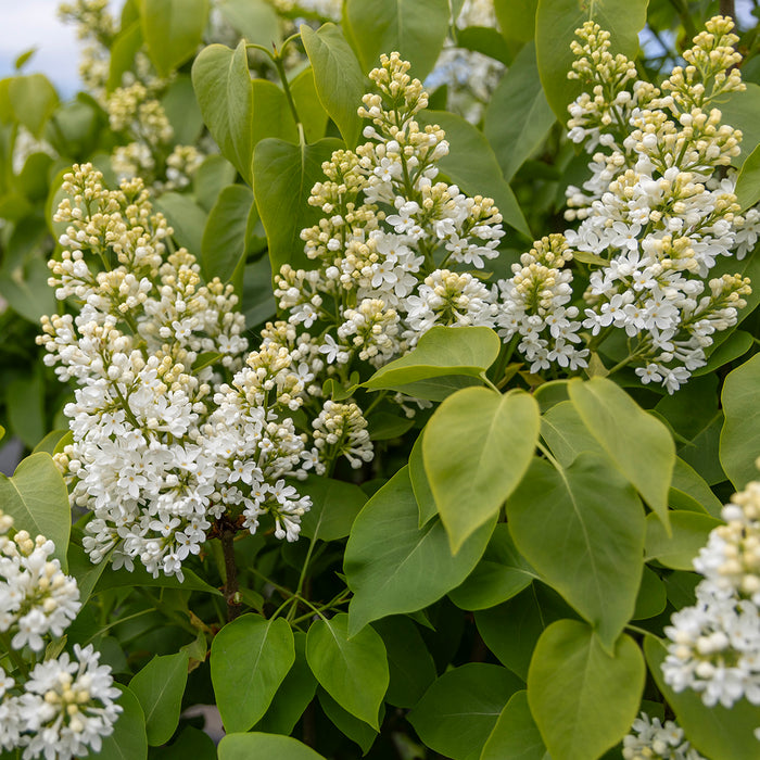 Syringa vulgaris f. alba Fk Veberöd E C5