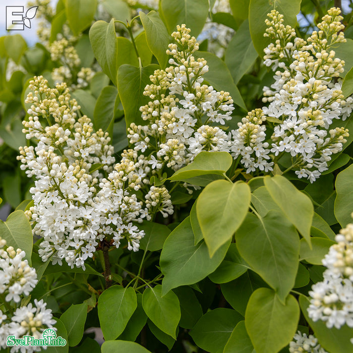 Syringa vulgaris f. alba Fk Veberöd E C5