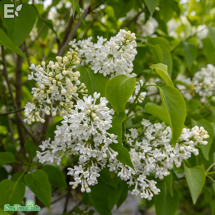 Syringa vulgaris f. alba Fk Veberöd E C5