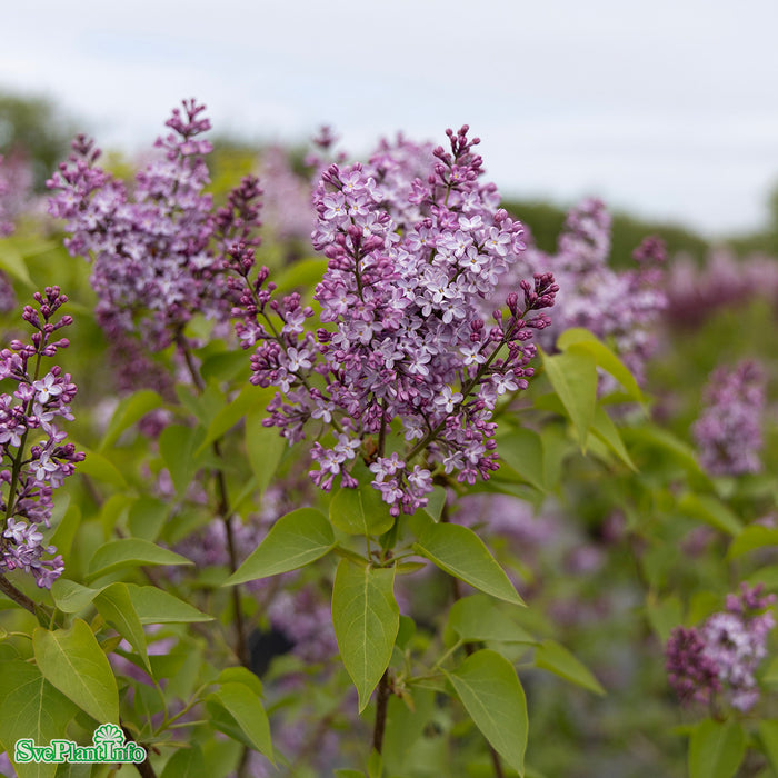 SYRINGA VULGARIS Busk C5