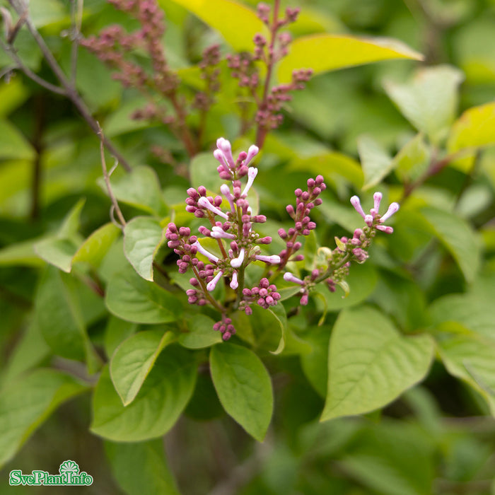 Syringa x prestoniae 'Minuet' Busk C10 60-80cm