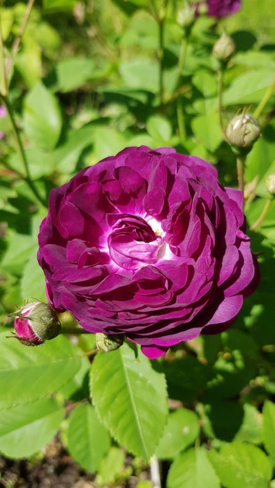Rosa 'Skedarosen' Busk C3,5