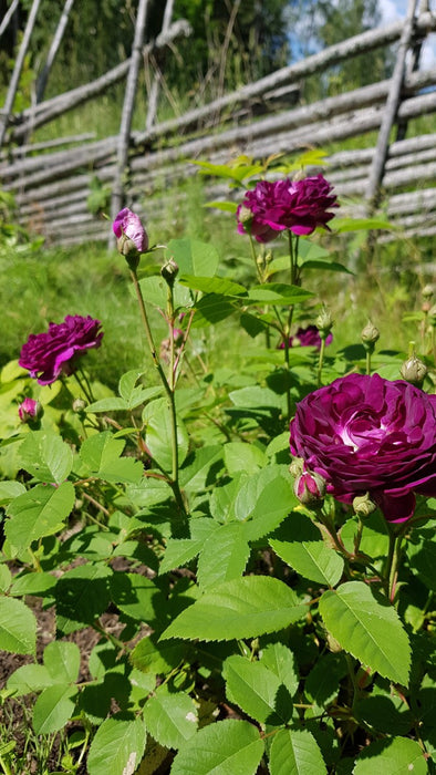 Rosa 'Skedarosen' Busk C3,5