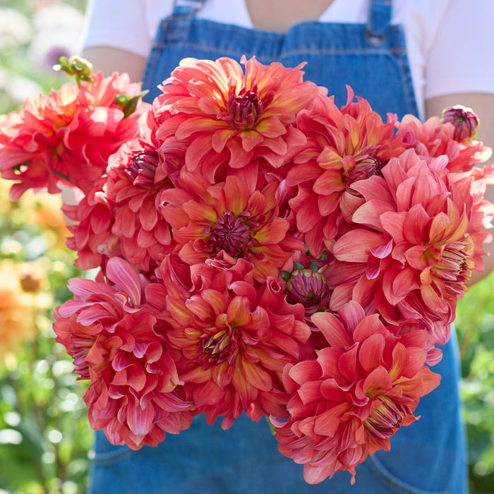Dahlia 'Titan Lighthouse'