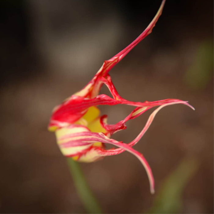 Tulpan acuminata