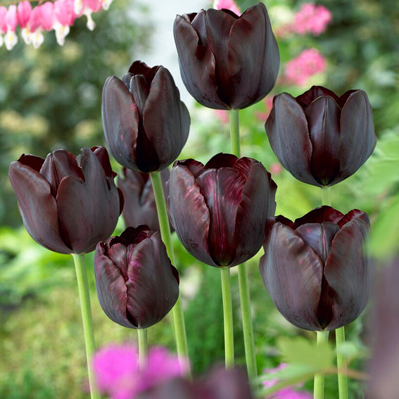 Tulpan Black Beauty