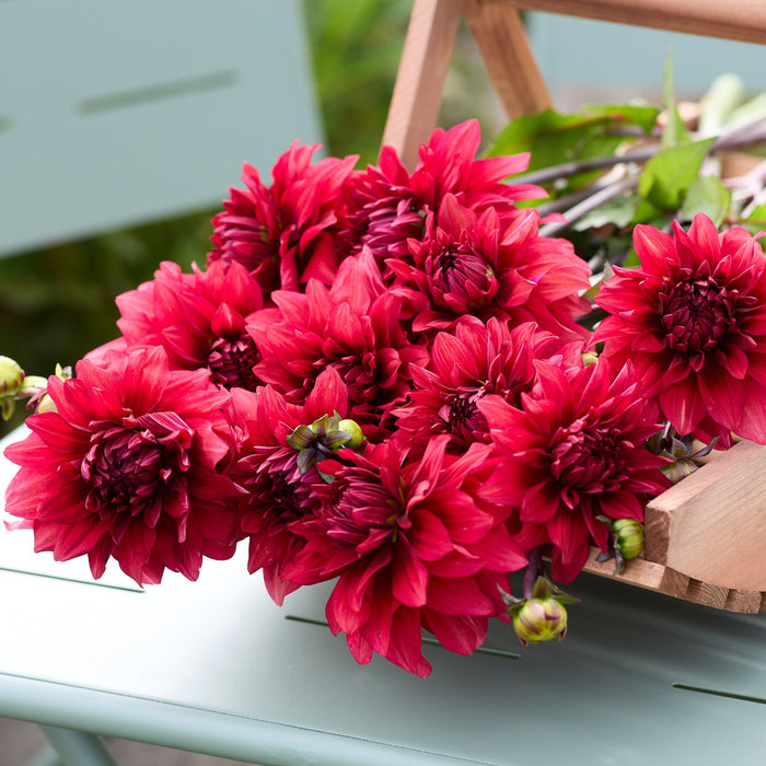 Dahlia 'Amarone'