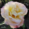 Rosa 'Peace' A kval C4