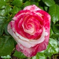 Rosa 'Nostalgie' A kval C4