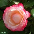 Rosa 'Nostalgie' A kval C4