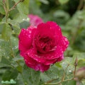 Rosa 'Thomas À Becket' A kval C6