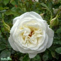Rosa 'Karen Blixen' A-kval C4