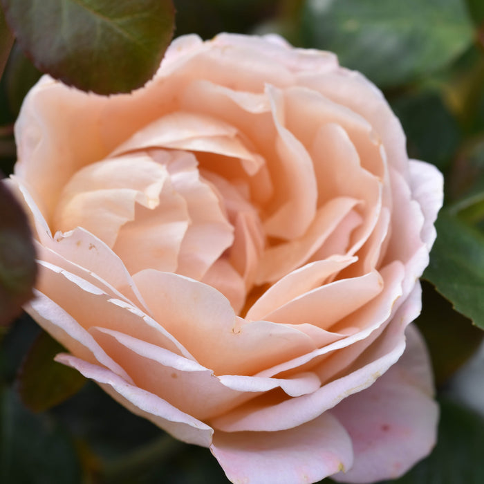 Rosa 'From Far Away' A kval C4