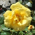 Rosa 'Goldstern' A-kval C4