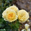 Rosa 'Marselisborg' A-kval C4