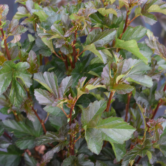 Physocarpus opulifolius 'Kobold' Busk C4,5 40-50cm