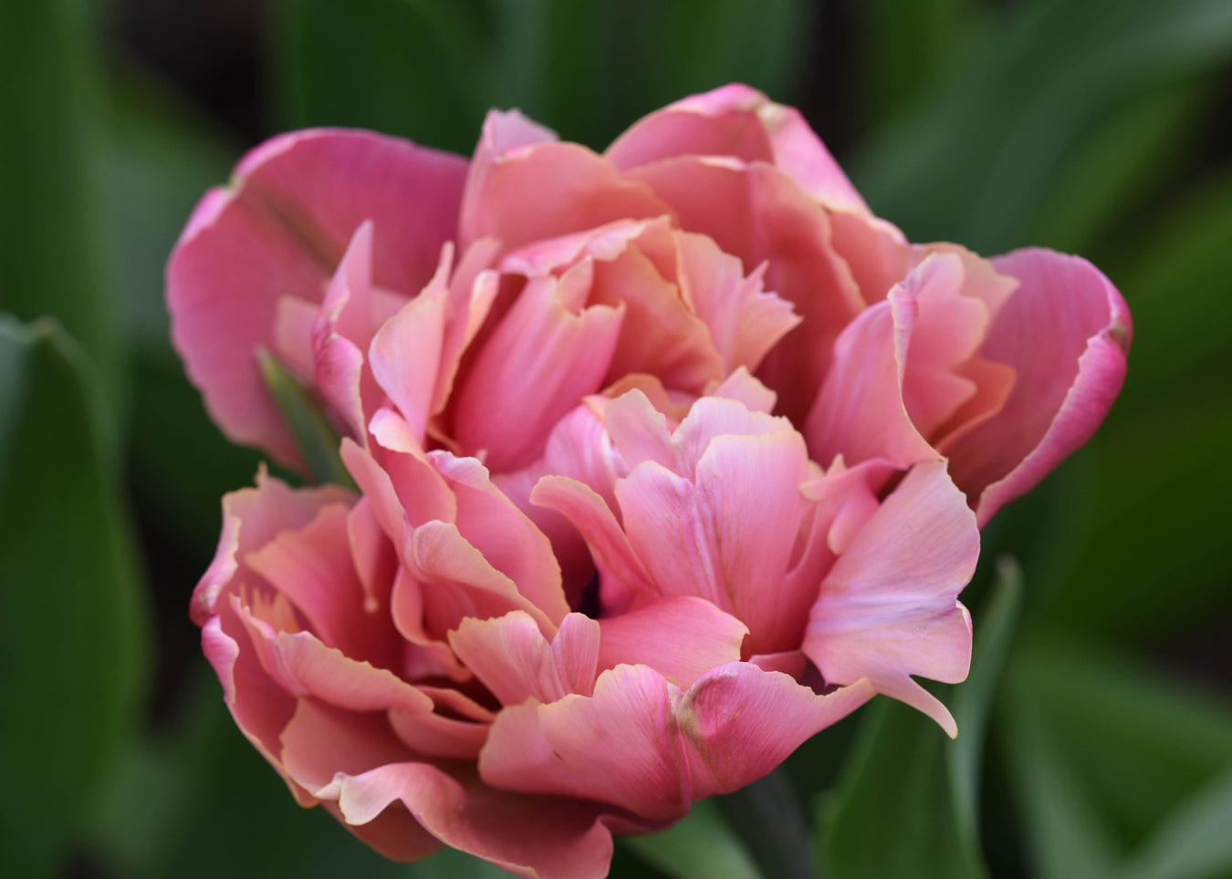 Alcea rosea 'Spotlight Radiant Rose