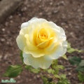 Rosa 'Stockholm' A-kval C4