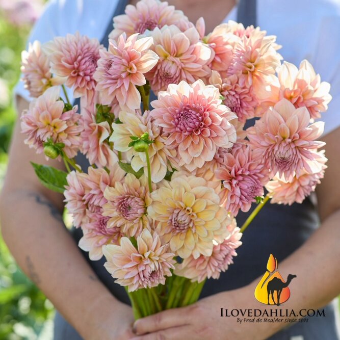 Dahlia 'Sturm Sweet Maria'