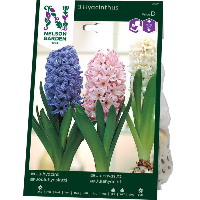 Hyacint, Jul-, blå, rosa och vit
