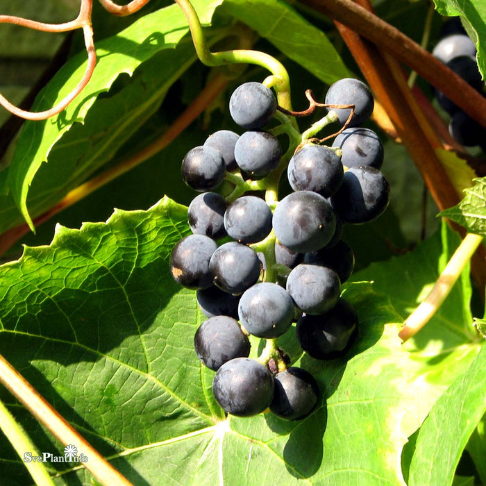 Vitis vinifera 'Pinot Noir' A-kval C2