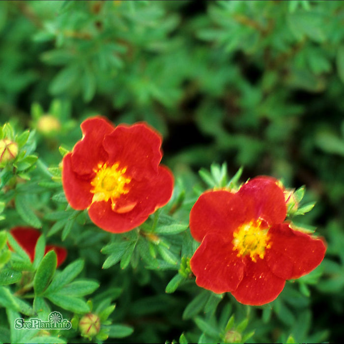 Dasiphora (Fruticosa) 'Marian Red Robin' Busk C5