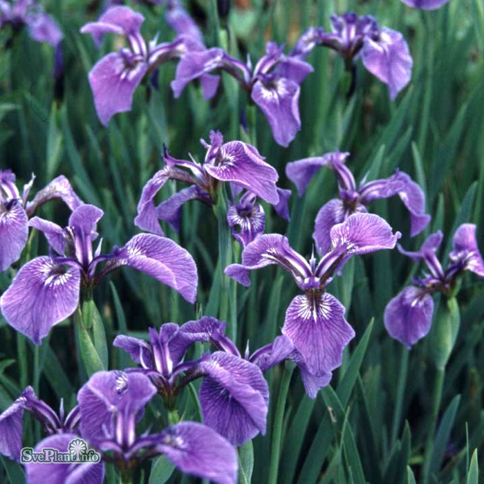Iris setosa A-kval