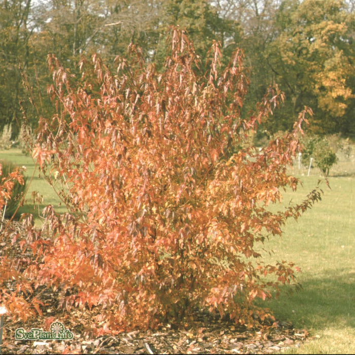 Acer tataricum ssp. ginnala Fk Uppsala E C3,5