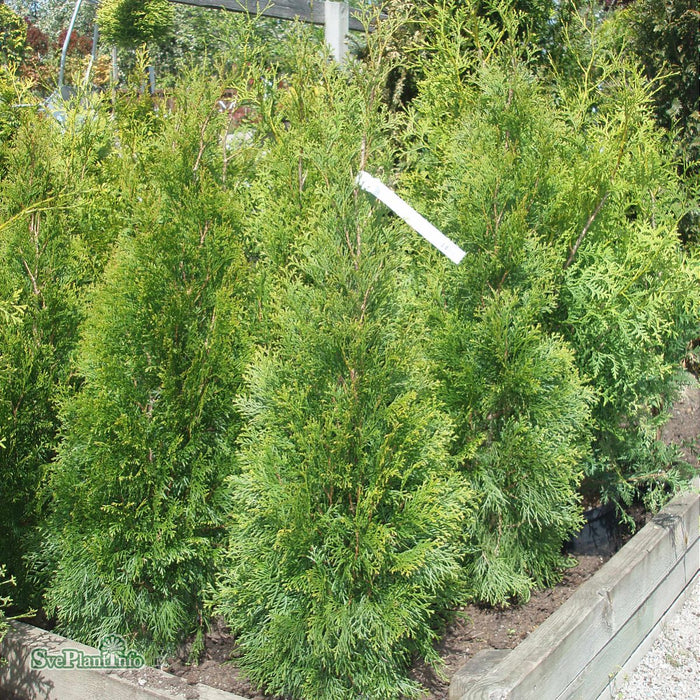 Thuja occidentalis 'Smaragd' C25 200-220cm