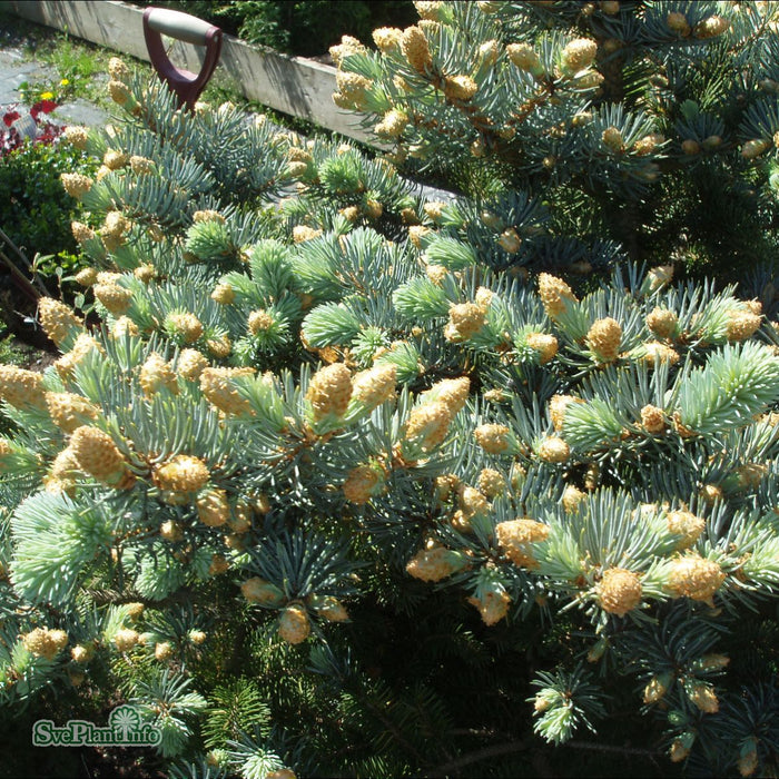 Picea pungens 'Glauca Globosa' 25-30cm C3,7