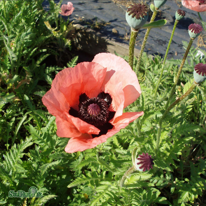 Papaver orientale 'Princess Viktoria Louise' A-kval